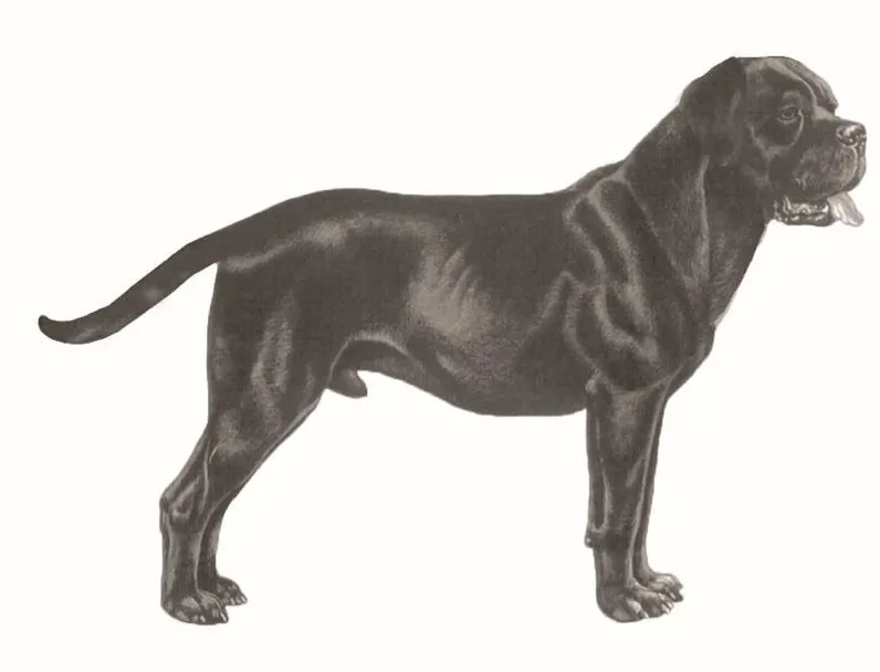 Cane Corso stovėsena ir kūno proporcijos, vaizdas iš šono