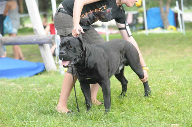 Cane Corso akimirka 61