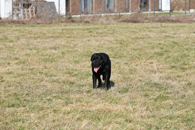 Cane Corso akimirka 37