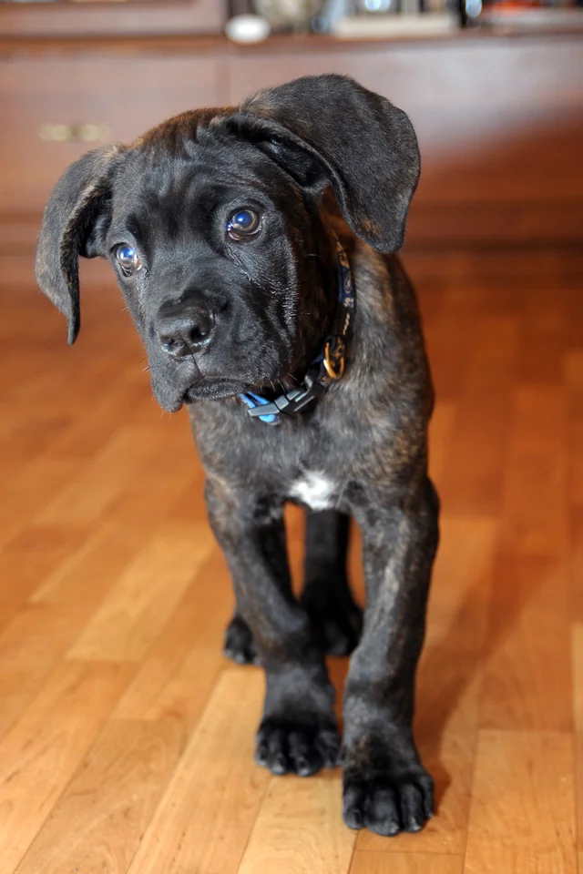 Cane Corso akimirka 3