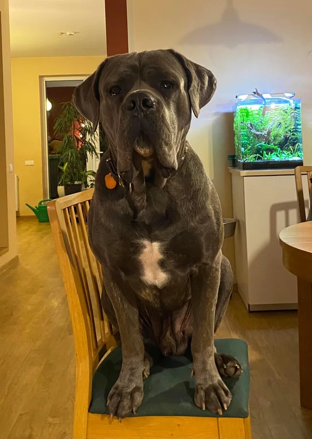 Cane Corso akimirka 48