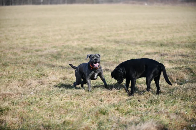 Cane Corso akimirka 29