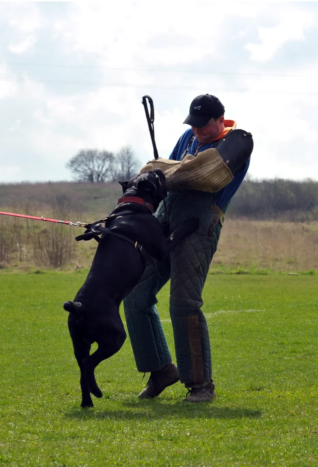 Cane Corso akimirka 8