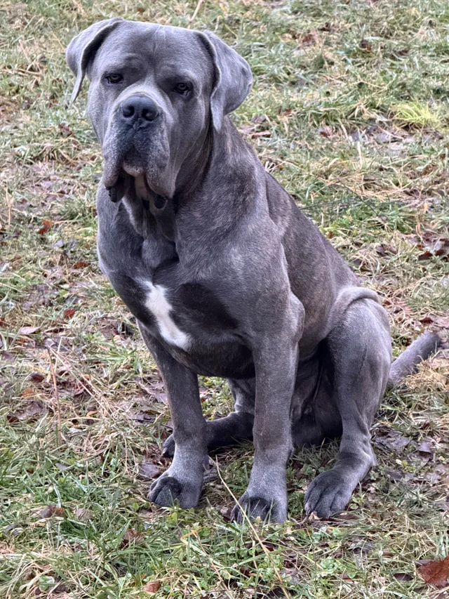 Cane Corso akimirka 41
