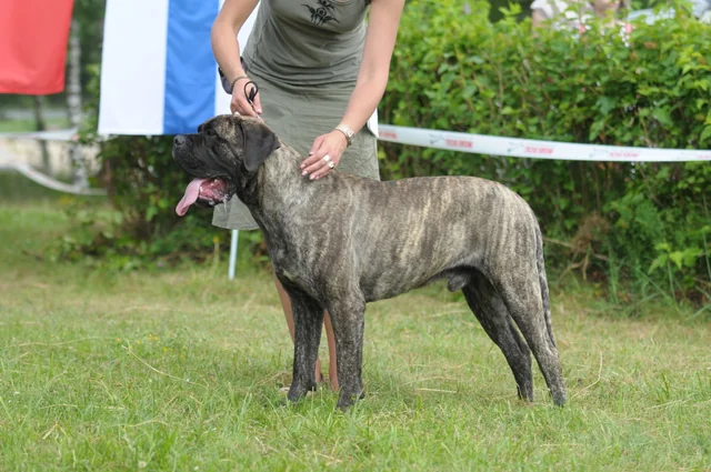 Cane Corso akimirka 63