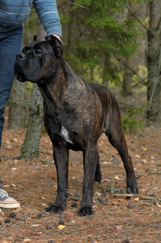 Cane Corso akimirka 57