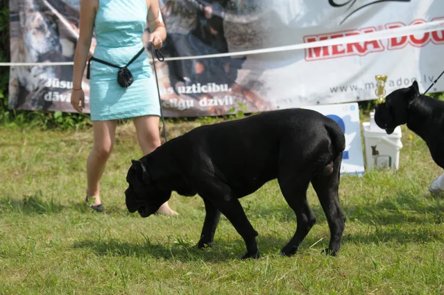 Cane Corso akimirka 64