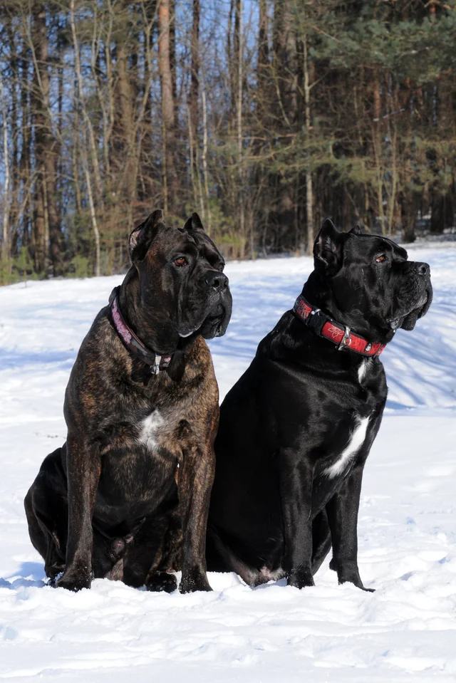 Cane Corso akimirka 55