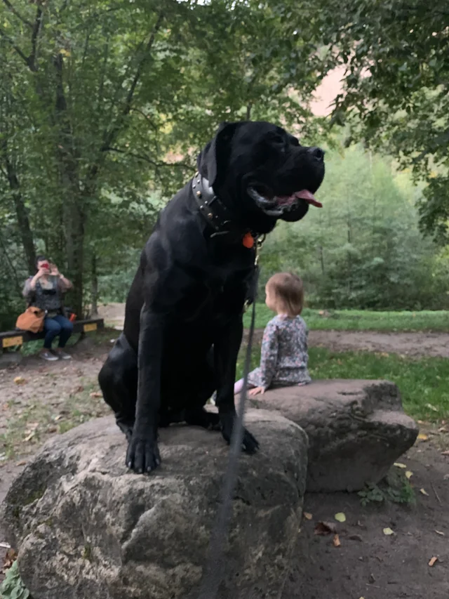 Cane Corso akimirka 42