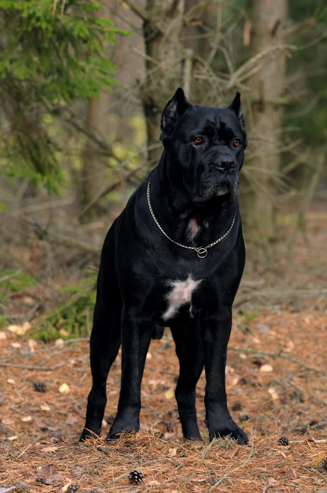 Cane Corso akimirka 59