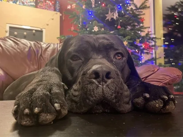 Cane Corso akimirka 43