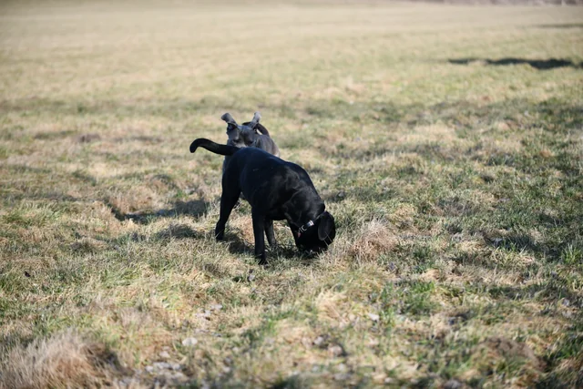 Cane Corso akimirka 26