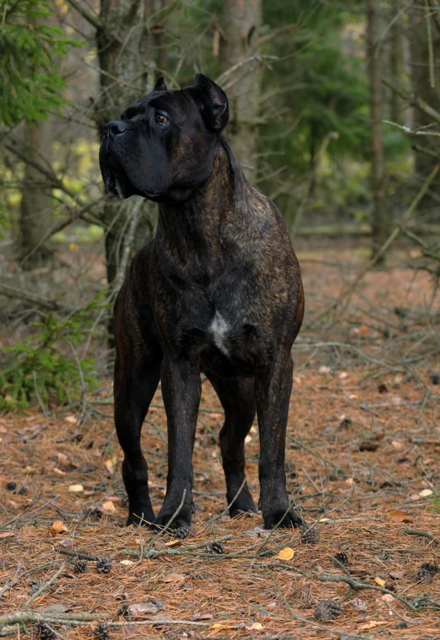 Cane Corso akimirka 58
