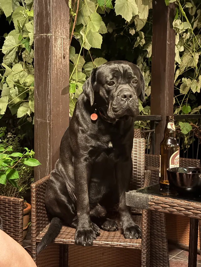 Cane Corso akimirka 45