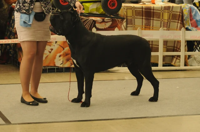 Cane Corso akimirka 72