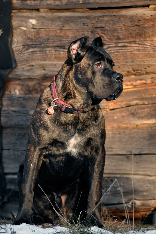 Cane Corso akimirka 12