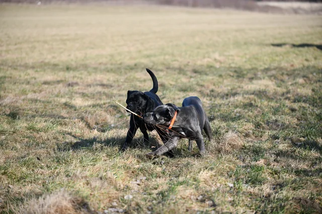 Cane Corso akimirka 27