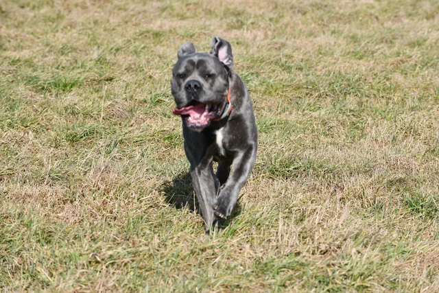 Cane Corso akimirka 36