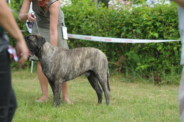 Cane Corso akimirka 62