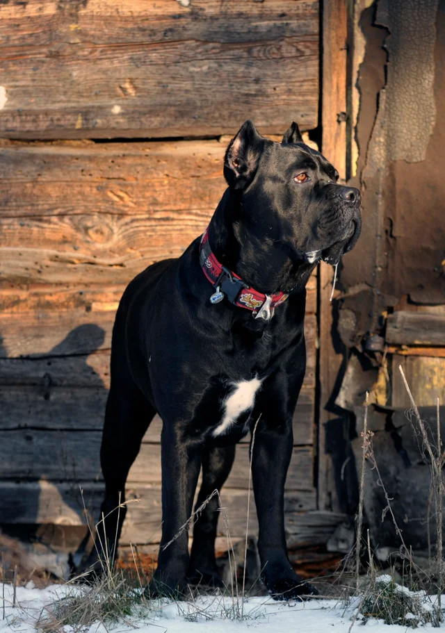 Cane Corso akimirka 11