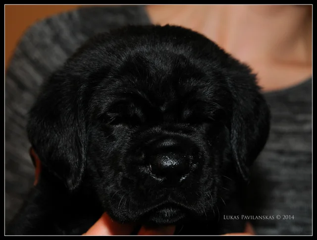 Cane Corso akimirka 75