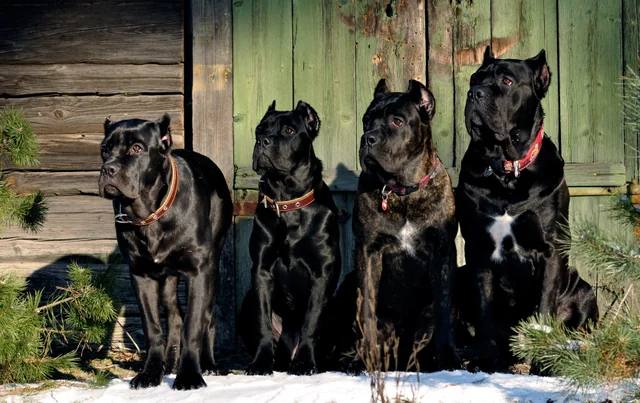 Cane Corso akimirka 5