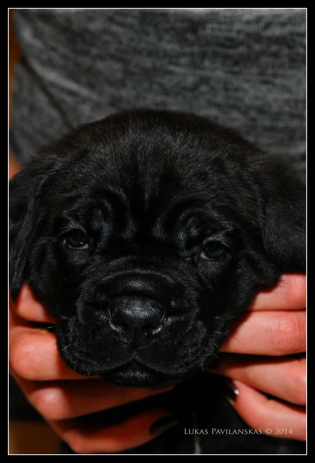 Cane Corso akimirka 73