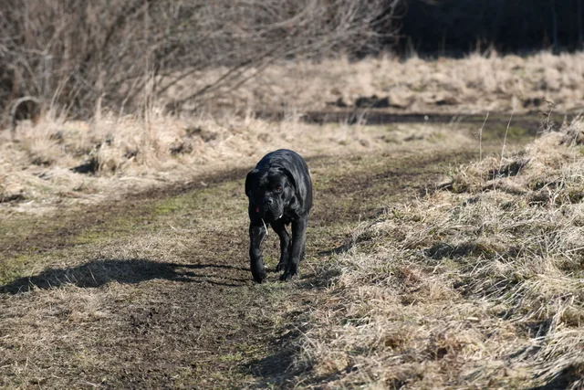 Cane Corso akimirka 21