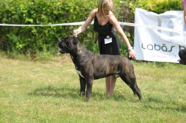 Cane Corso akimirka 66