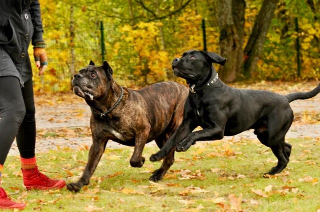 Cane Corso akimirka 54