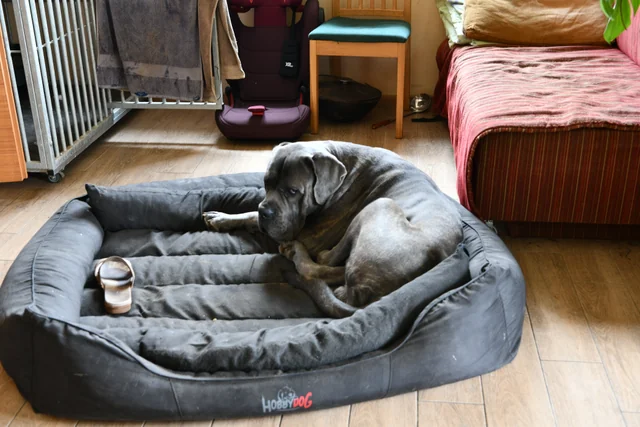 Cane Corso akimirka 20