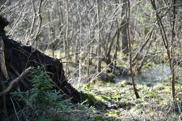 Cane Corso akimirka 23