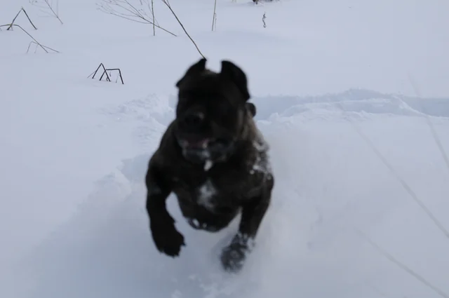 Cane Corso akimirka 71
