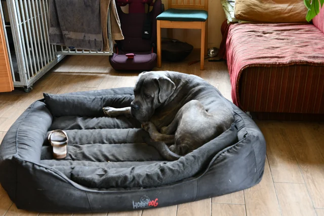 Cane Corso akimirka 19