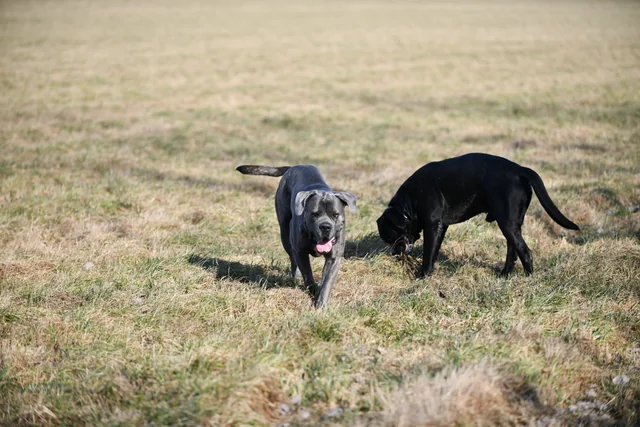 Cane Corso akimirka 30