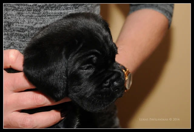 Cane Corso akimirka 74