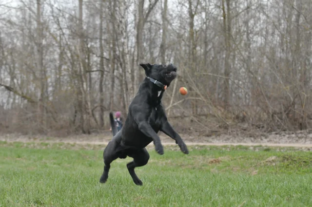 Cane Corso akimirka 53