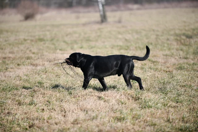 Cane Corso akimirka 35