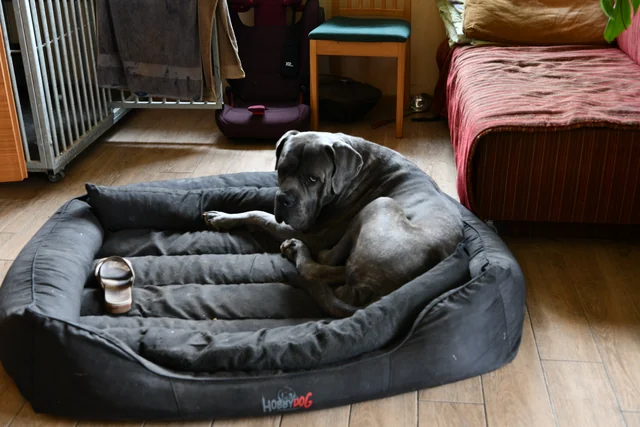 Cane Corso akimirka 18