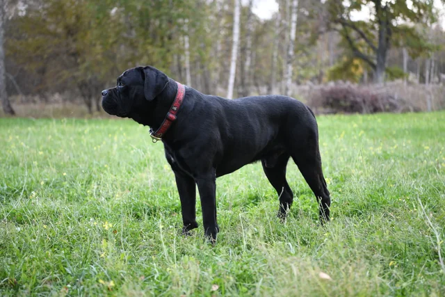 Cane Corso akimirka 16