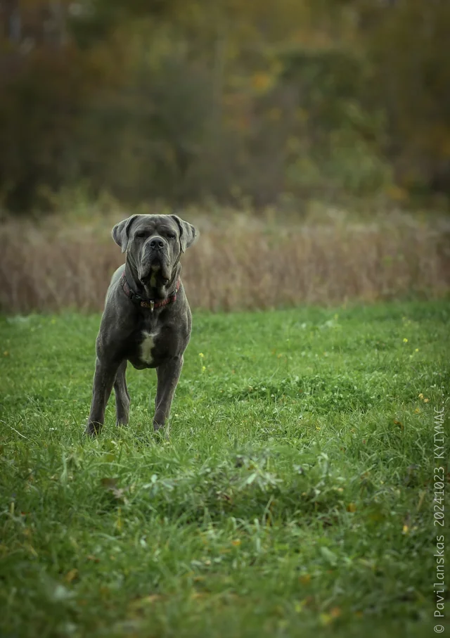 Cane Corso akimirka 9