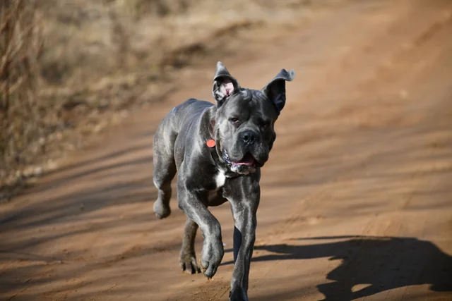 Cane Corso akimirka 25