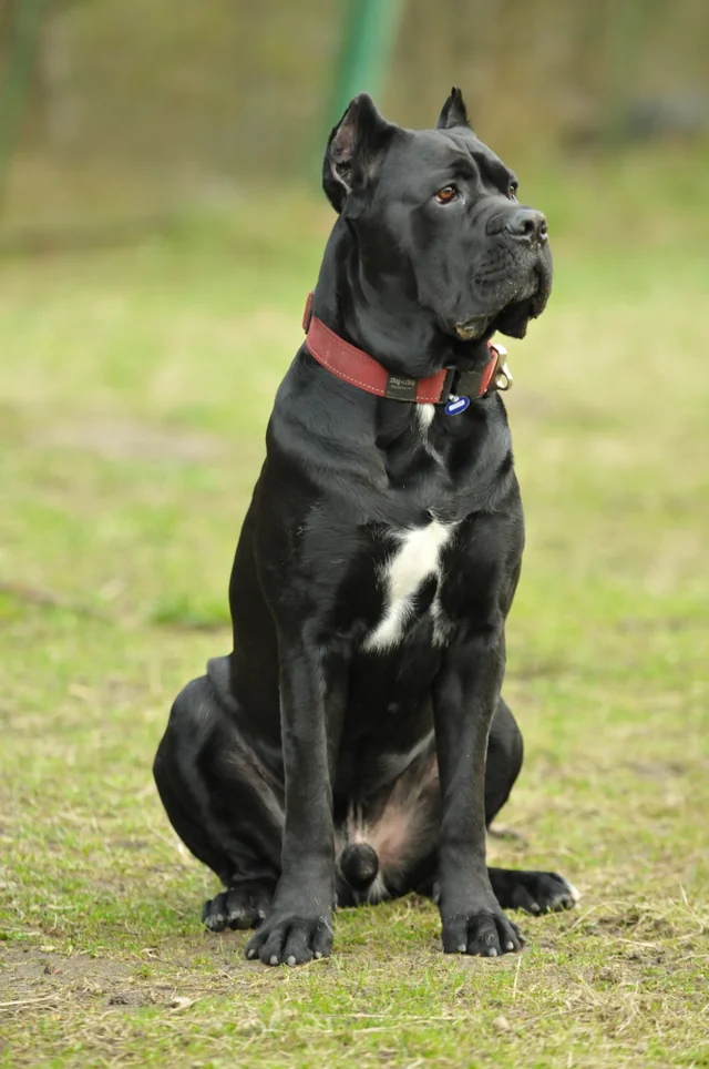 Cane Corso akimirka 6