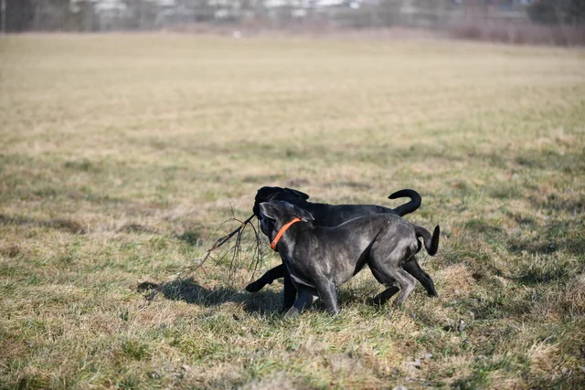 Cane Corso akimirka 28