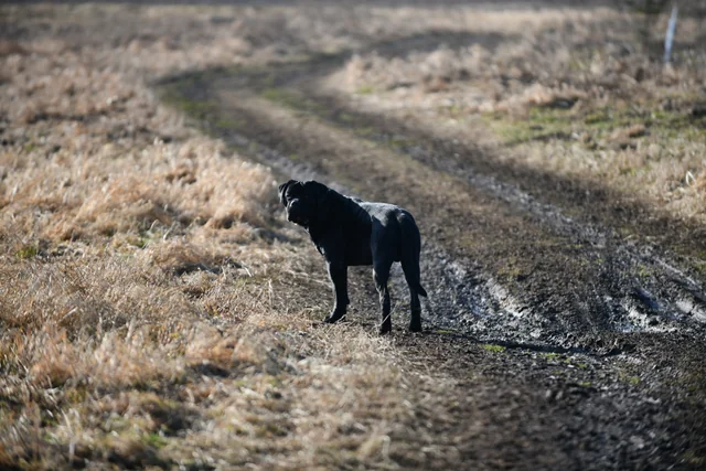 Cane Corso akimirka 22