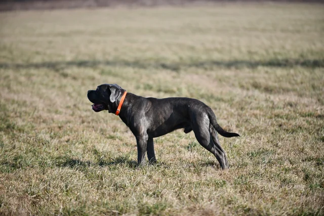 Cane Corso akimirka 34