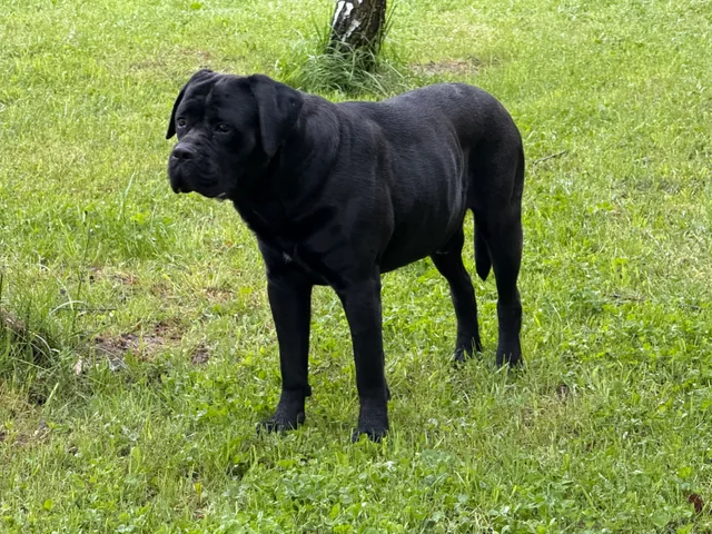 Cane Corso akimirka 44