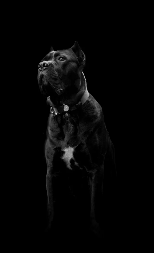 Cane Corso akimirka 2