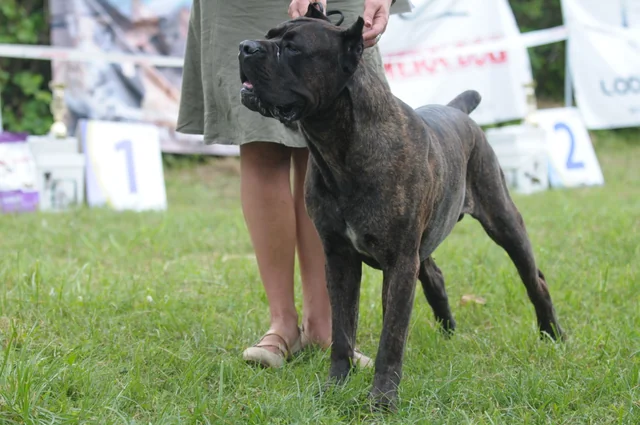 Cane Corso akimirka 70