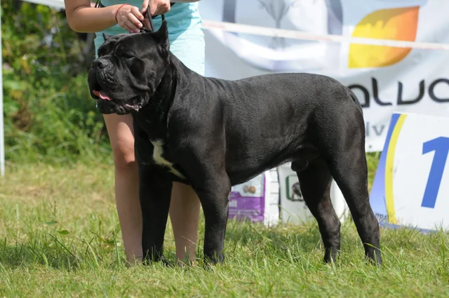 Cane Corso akimirka 65